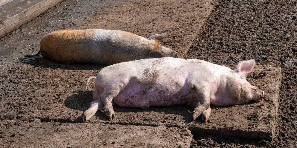 Россельхознадзор - африканская чума свиней