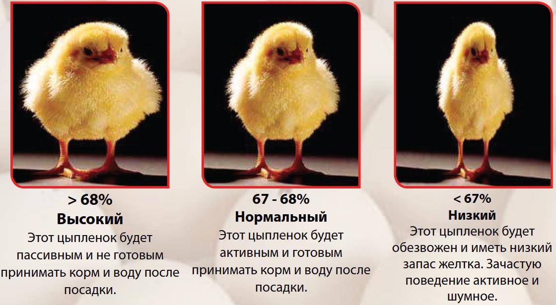 Почему умирают маленькие цыплята?