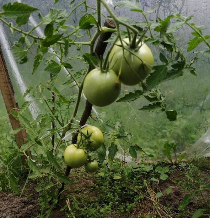 Томат белый налив: характеристики и описание сорта. томат белый налив: отзывы, фото, урожайность, секреты выращивания
