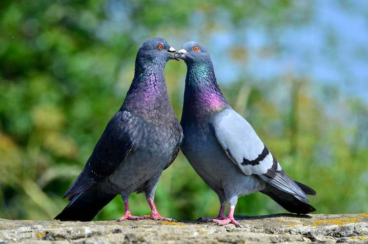 Как размножаются птицы: спаривание голубей, брачный период пернатых