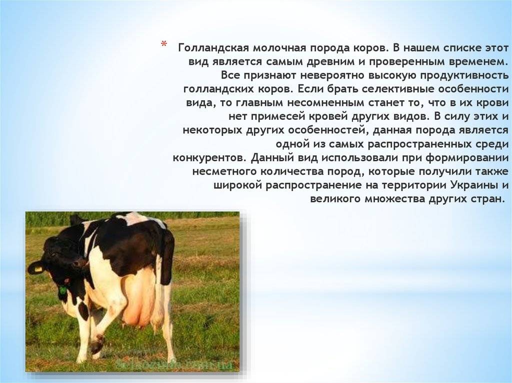Коровы молочных пород: характеристики и фото