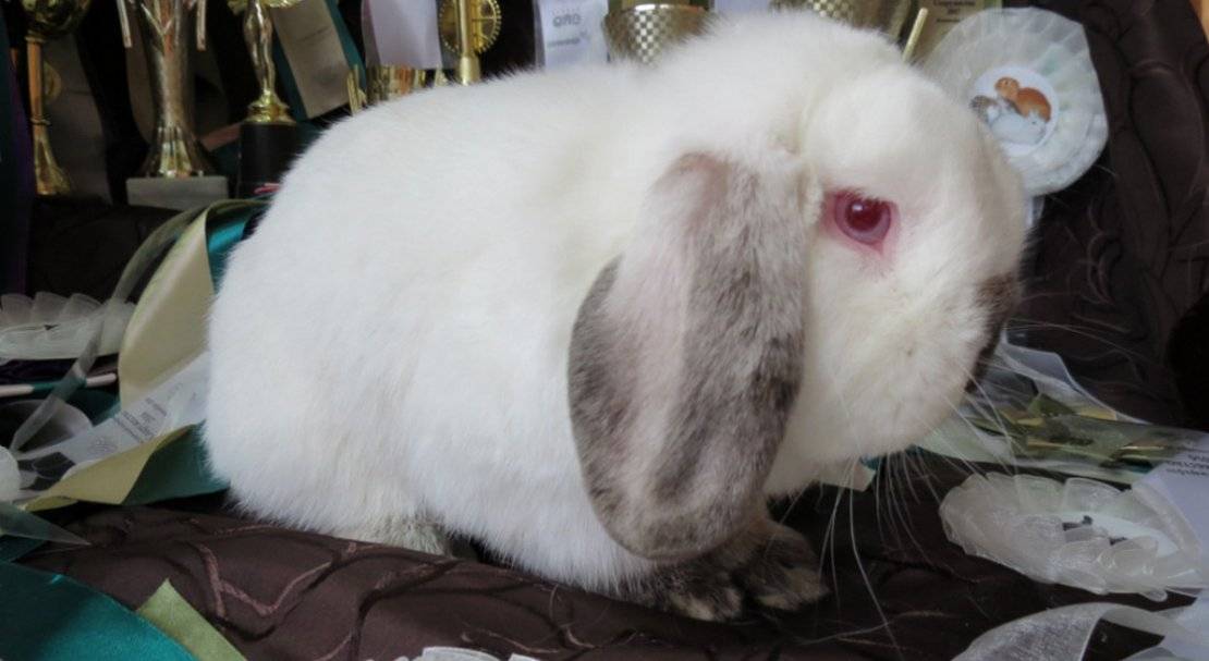 Кролики породы баран: фото и описание