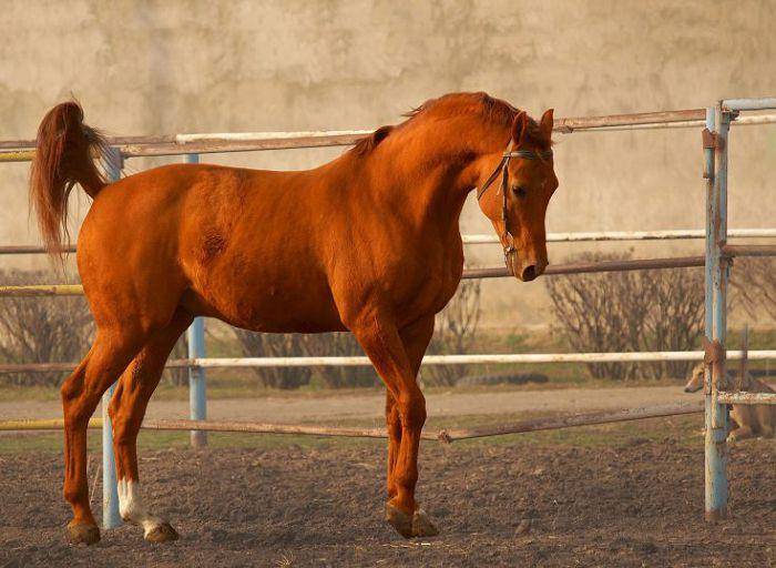 Буденновская лошадь: описание и характеристики породы