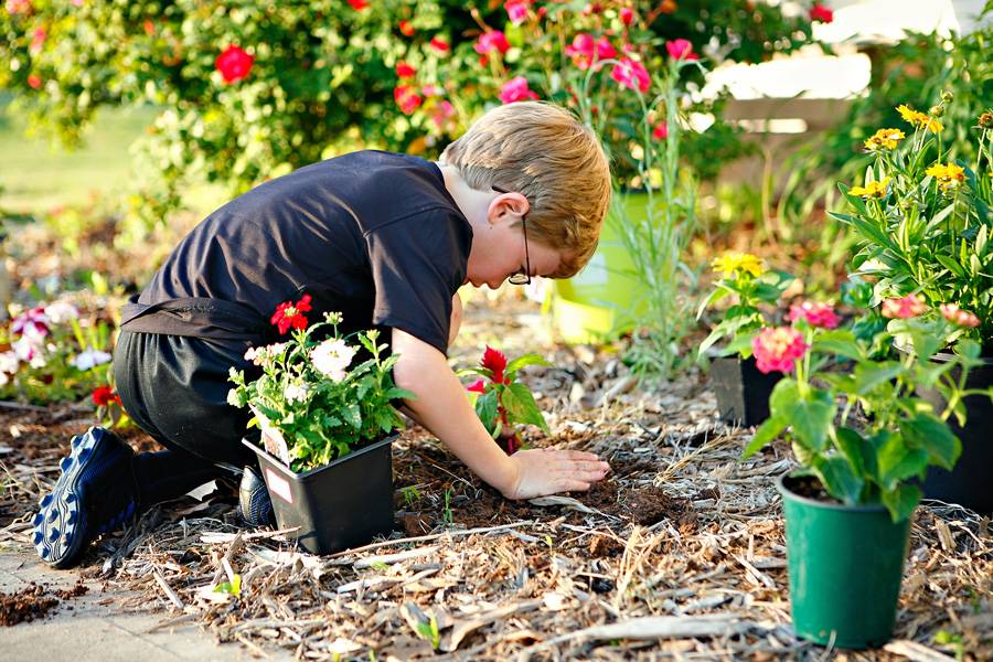 Как ухаживать за растениями в цветниках и клумбах: 12 советов