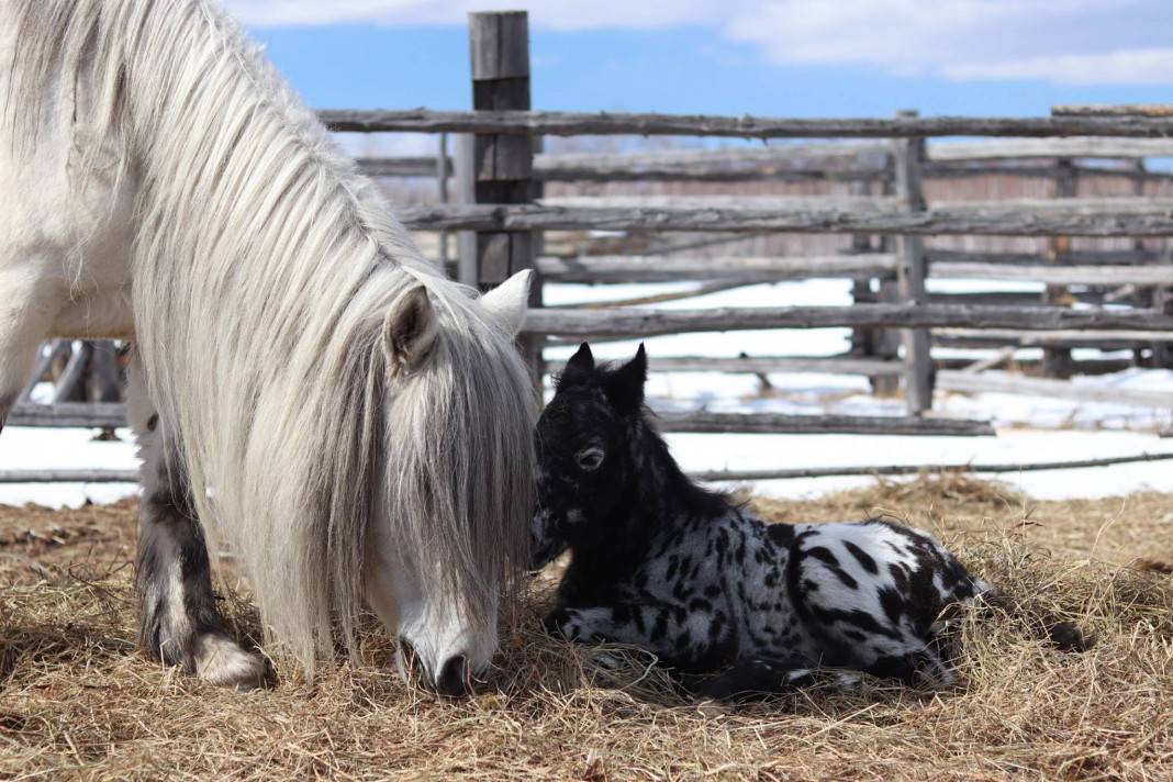 Характеристика якутской породы лошади, уход, содержание и разведение