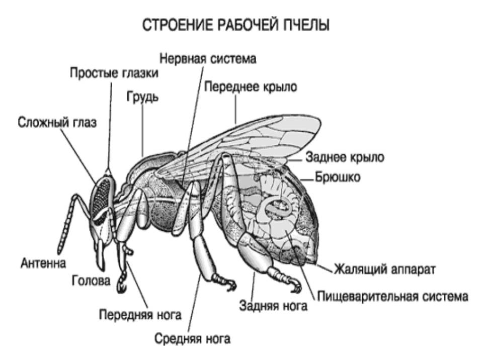 Строение тела пчелы и особенности образа жизни