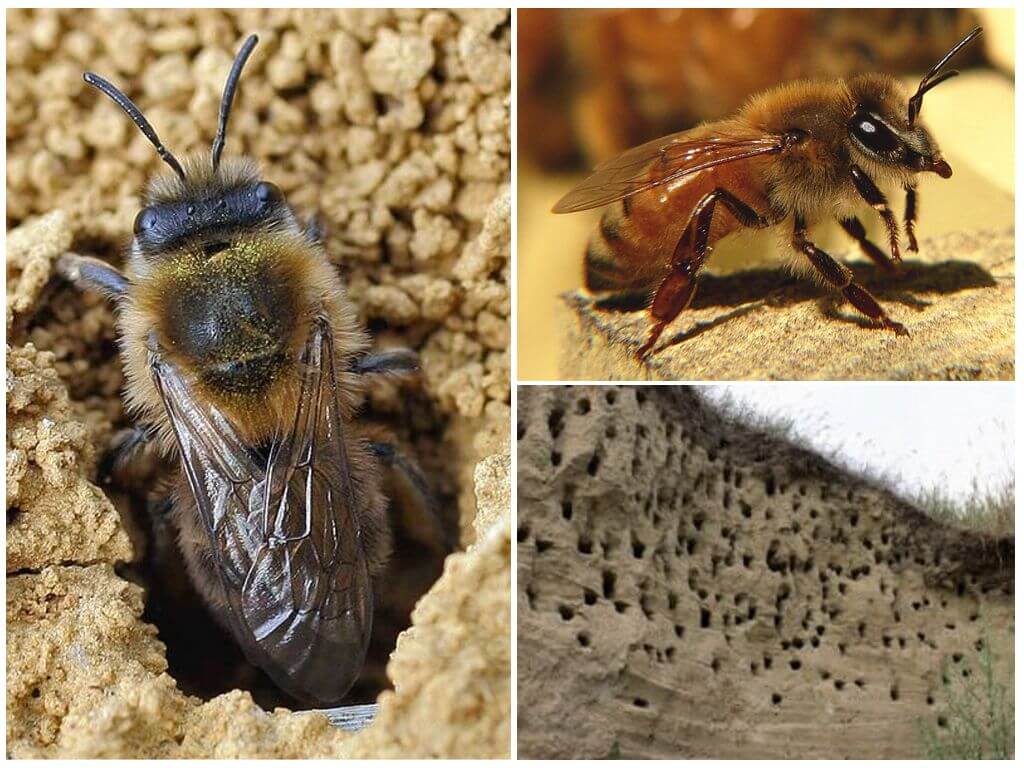 Способы самостоятельного уничтожения пчел