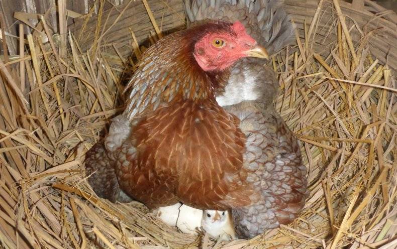 Как правильно посадить курицу на яйца насильно в домашних условиях?