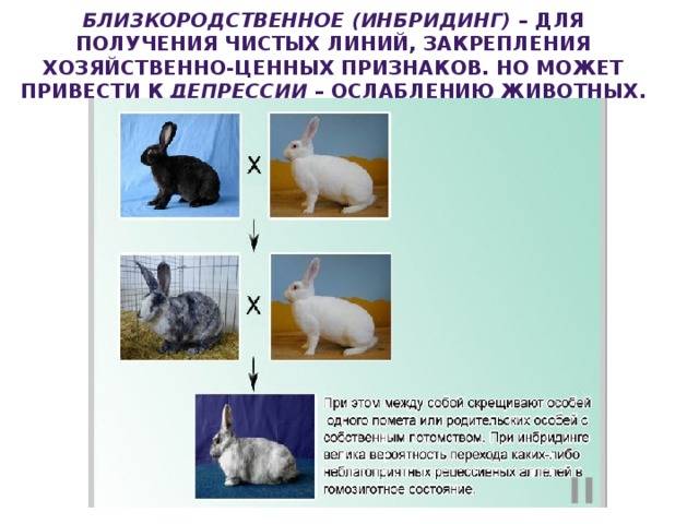 Породы кроликов: домашние виды и не только