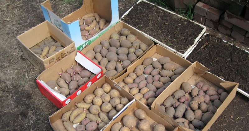 Как подготовить картофель к посадке в 2022 году – советы эксперта