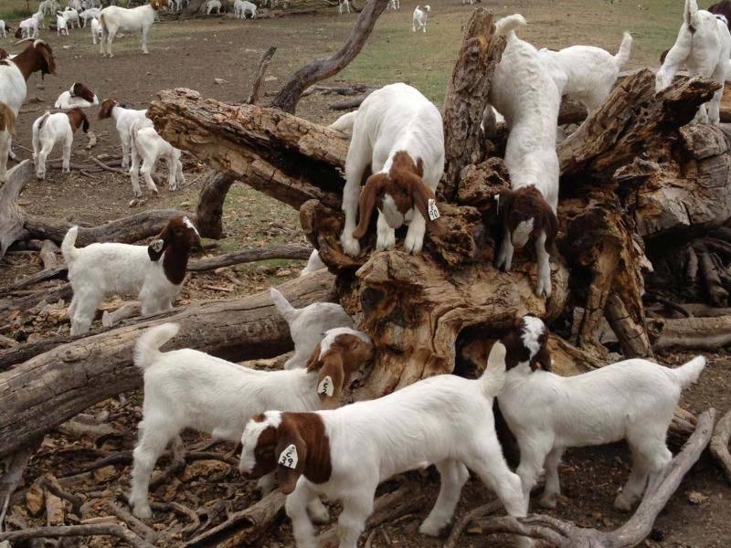 Битал порода коз: описание и характеристики, правила ухода и содержания