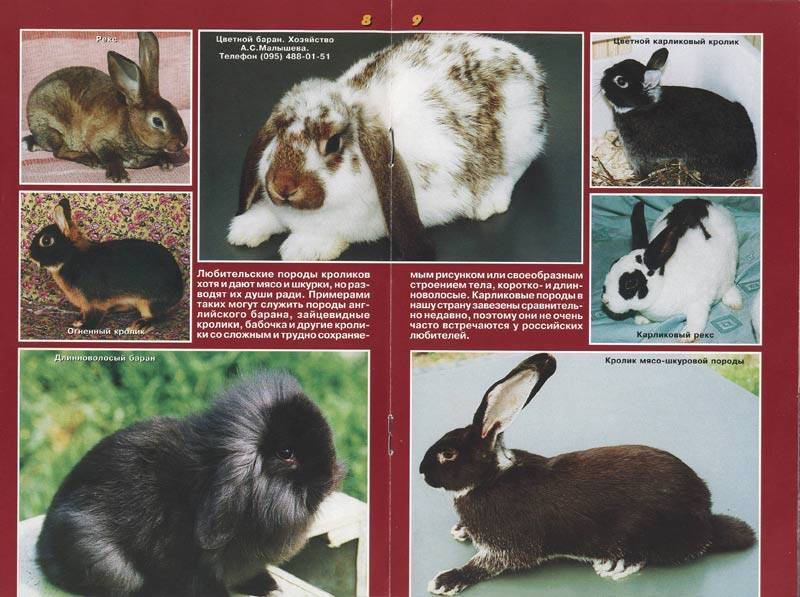 Лучшие породы кроликов