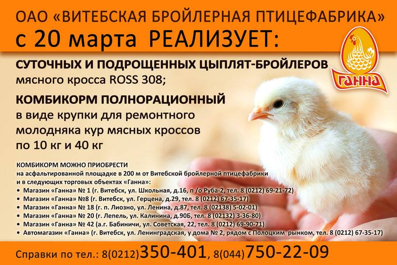 Польза сухой ванны для домашней птицы | fermers.ru