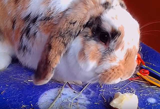Дают ли кроликам яблоки: польза и вред фрукта, нормы кормления