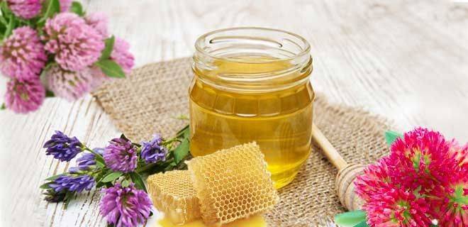Клеверный мед - полезные свойства и противопоказания