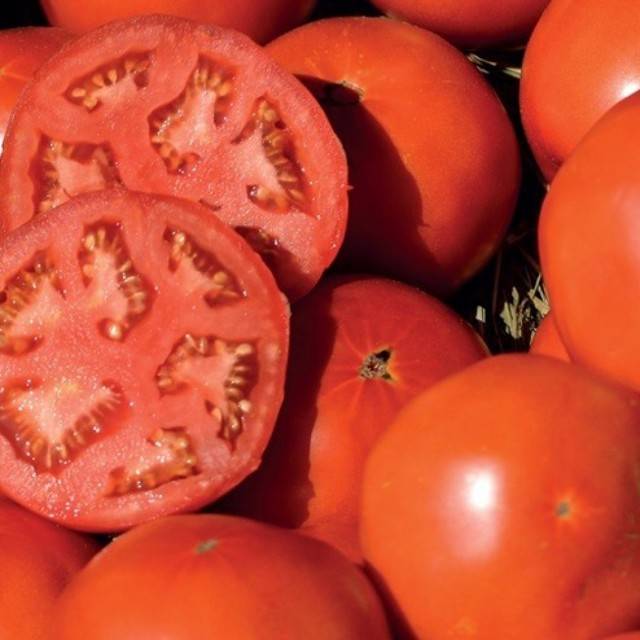 Выращивание томата бобкат: характеристика сорта, описание