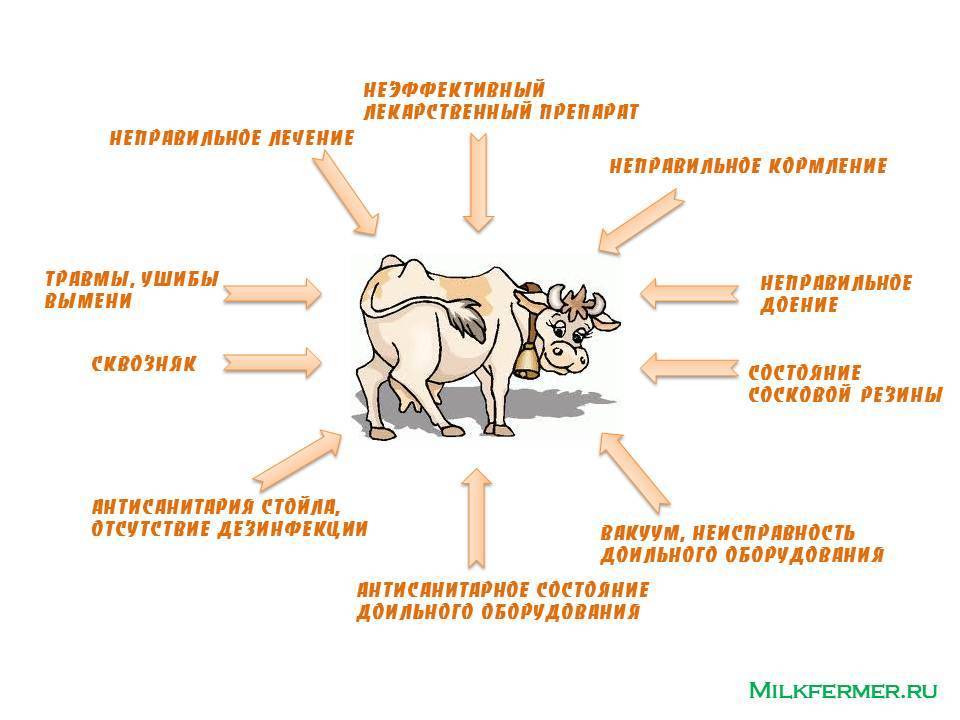 Ветеринария крс | альтернативные средства лечения мастита коров