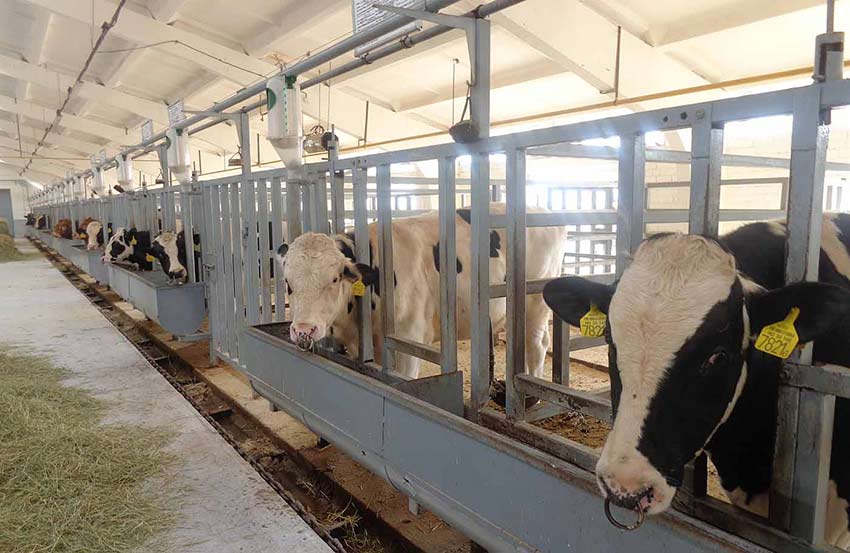 Содержание быков производителей | кормление быков | нормы кормления
