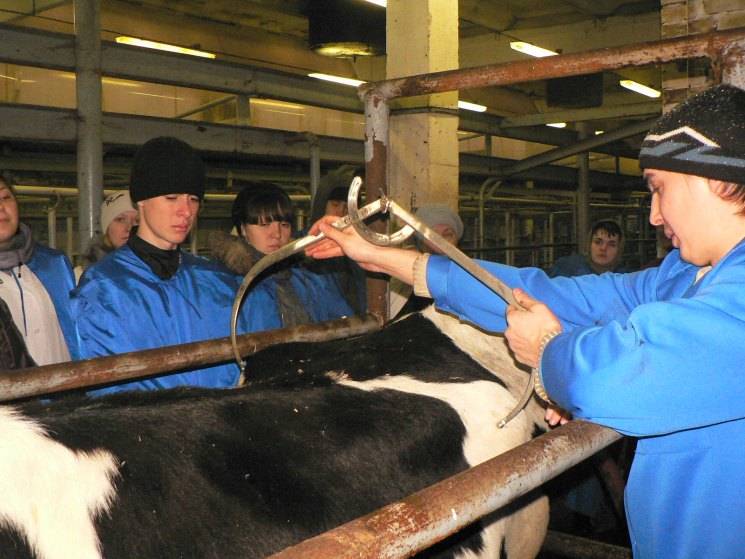 Методы искусственного осеменения коров