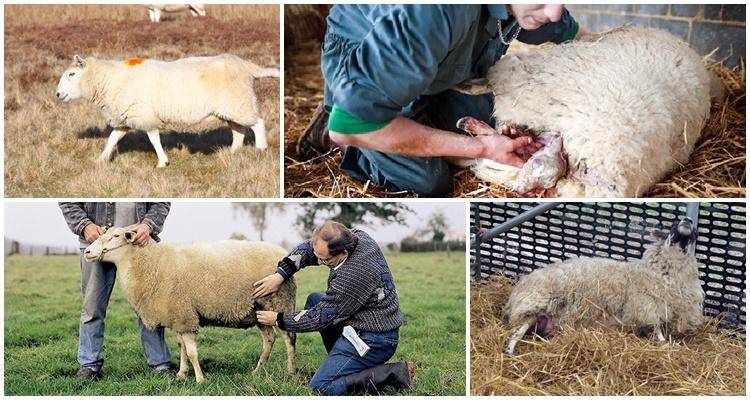 Беременность и окот у овец: подготовка к ягнению, принятие родов