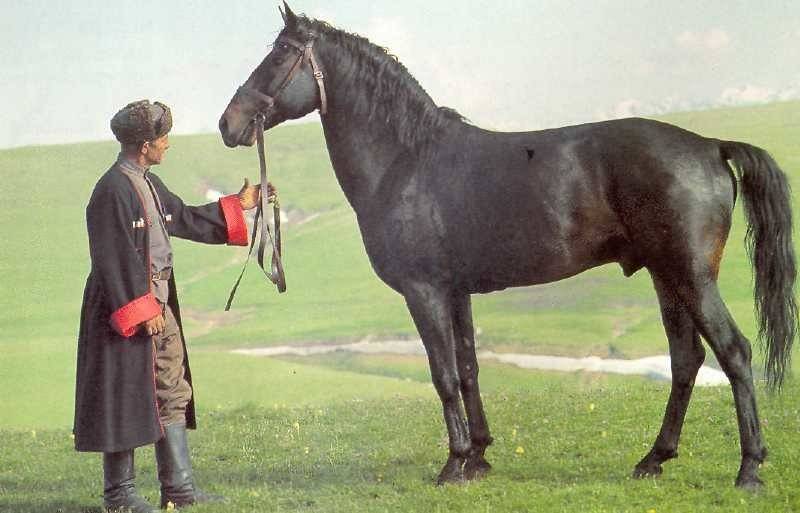Характеристика и описание кабардинской породы лошадей