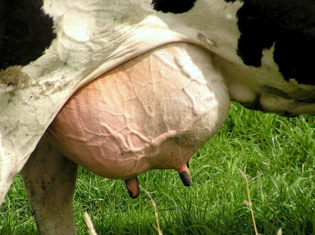 Почему горчит молоко у коровы: причины и что делать, как вернуть нормальный вкус