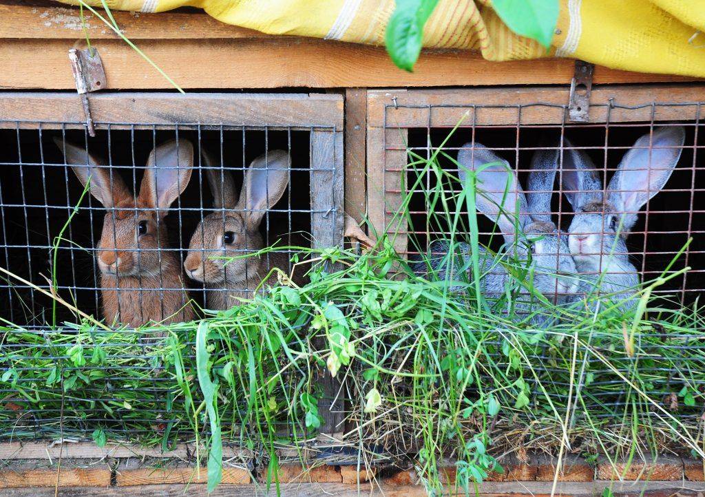 Разведение кроликов дома