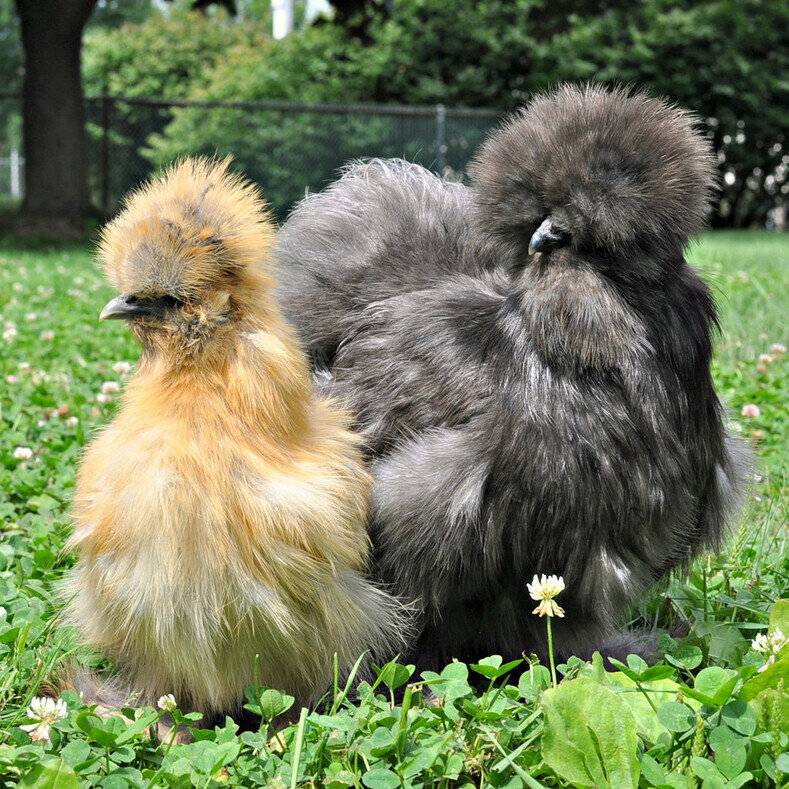 Китайская шелковая курица: особенности содержания и ухода