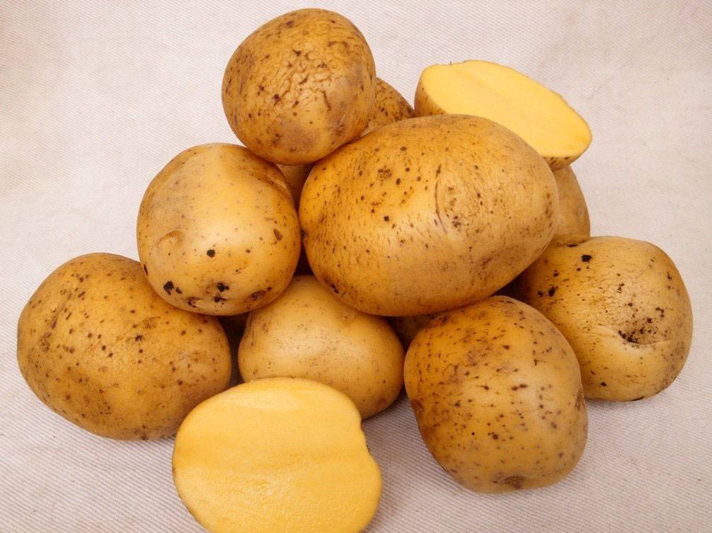 Сладкий картофель гала: описание сорта, характеристика, отзывы об урожайности, фото