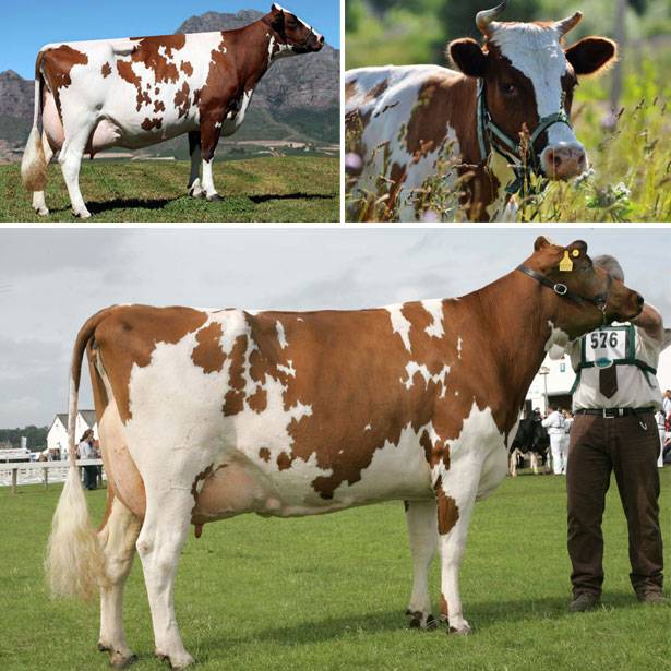 Выбор породы коров для разведения: выбор молочных коров, названия коров с фото и описанием в россии