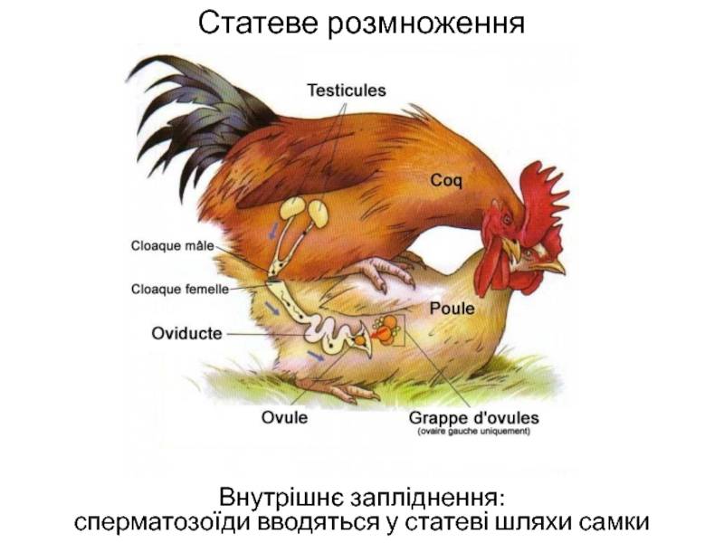 Как спариваются птицы? процесс спаривания и его тонкости :: syl.ru