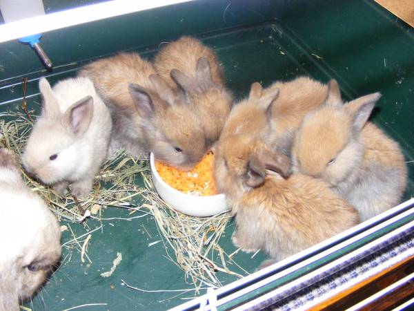 Крольчиха не кормит крольчат: что делать?