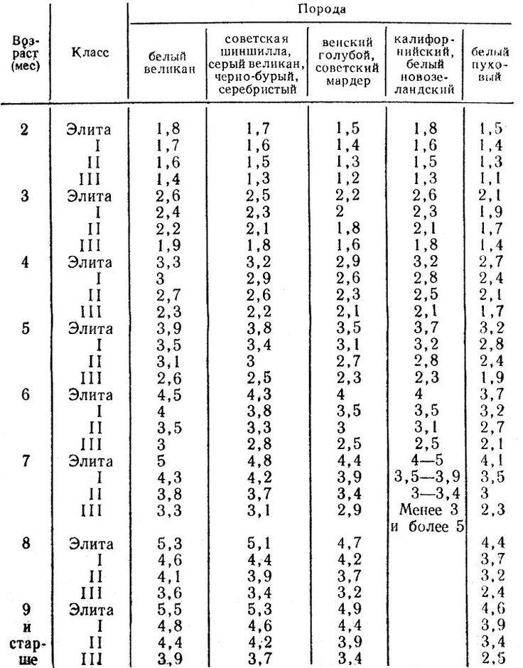 Сколько весят кролики: таблица среднего веса разных пород по месяцам
