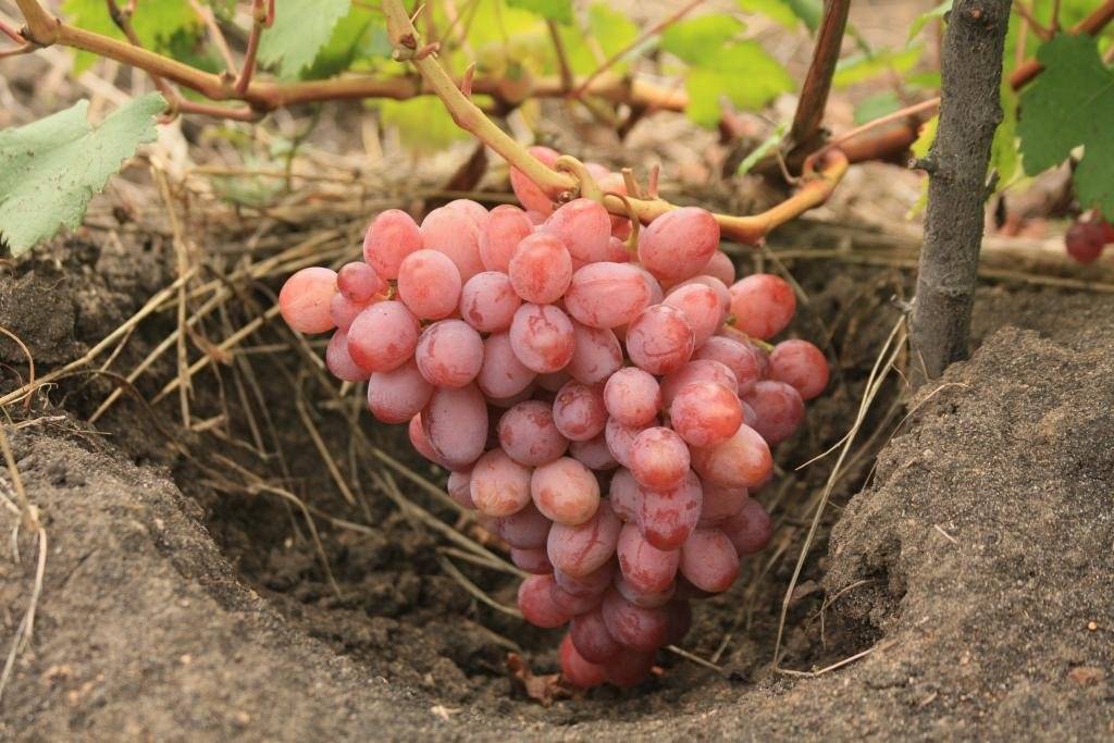 Лучшие сорта винограда для средней полосы россии