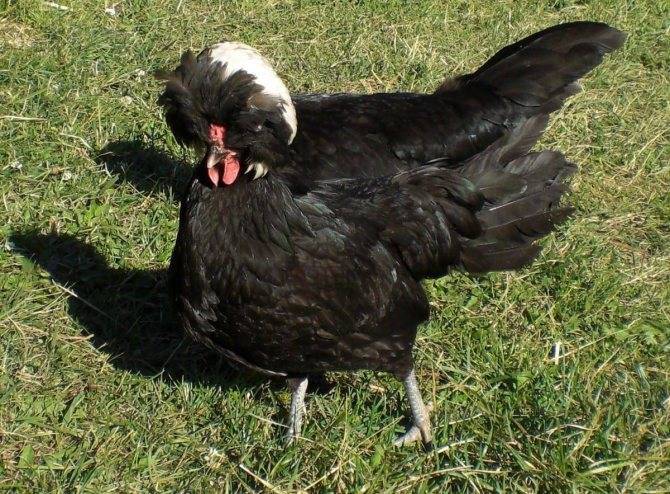 Голландская белохохлая порода кур: подробная информация о разведении и содержании