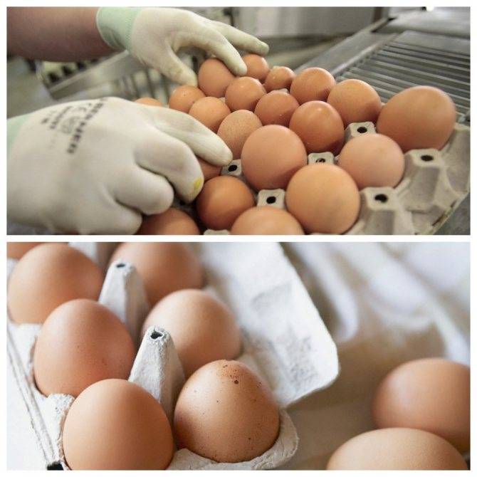 Как отобрать яйца для инкубатора?