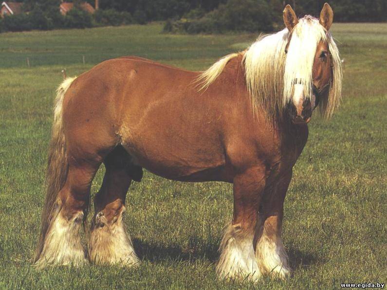 Порода лошадей владимирский тяжеловоз — фото и описание, характеристика, условия содержания, перспективы разведения. | cельхозпортал