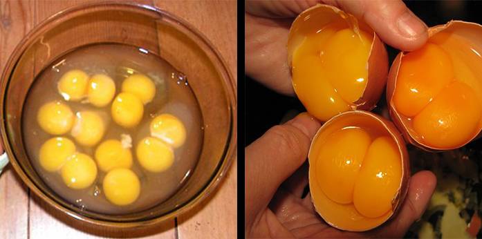 Почему в одном курином яйце два желтка: как получаются двухжелтковые яйца?