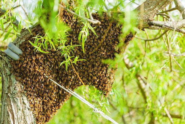 Дикие пчелы: особенности и характеристика, где живут, фото