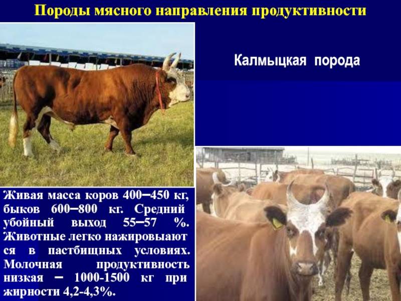 Калмыцкая порода коров: характеристика калмыцкого крс, популярность, особенности содержания калмыцкого скота