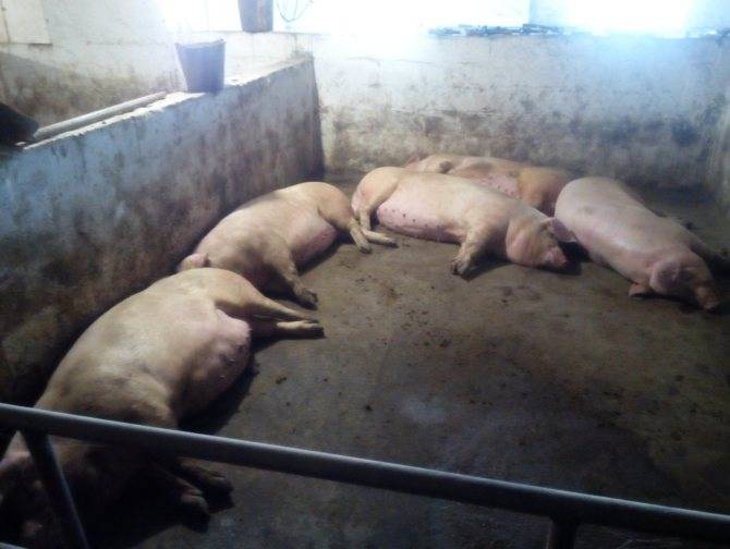 Выращивание и разведение свиней в домашних условиях для начинающих как бизнес
