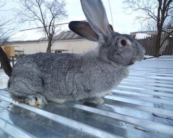 Порода кроликов серый великан: описание и характеристики породы, содержание, уход и разведение