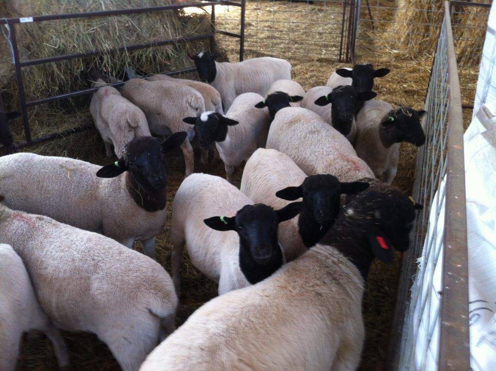 Овцы дорпер: особенности породы и преимущества ее содержания