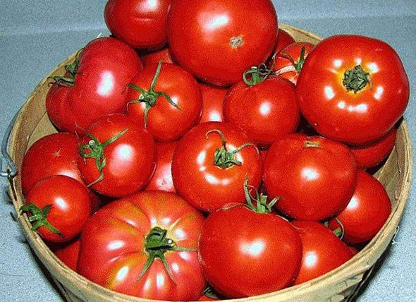 Отличные салатные помидоры сорта бобкат
