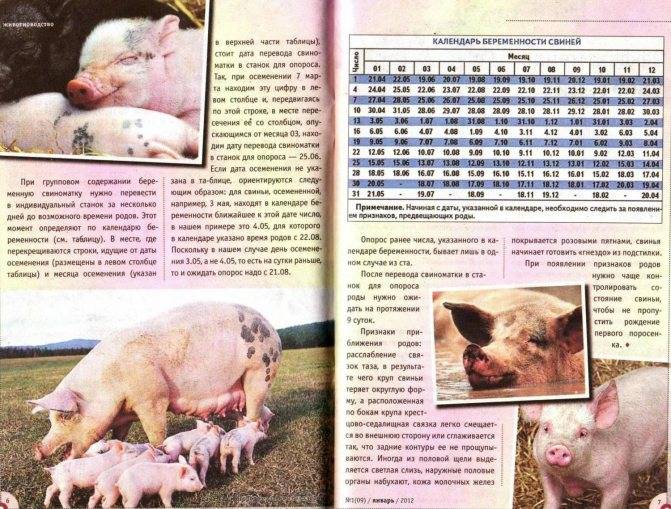 Сколько длится беременность у свиньи (календарь беременности)