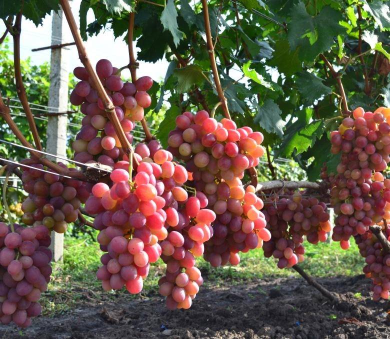 Выращивание винограда Анюта
