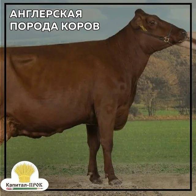 Бурые породы коров: швицкая, латвийская, кавказская