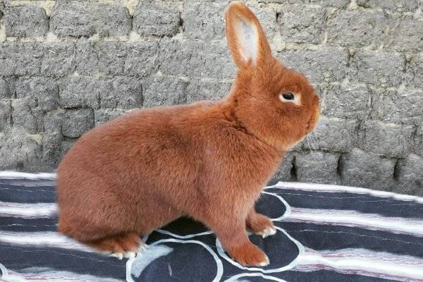Новозеландский красный кролик: описание породы и фото