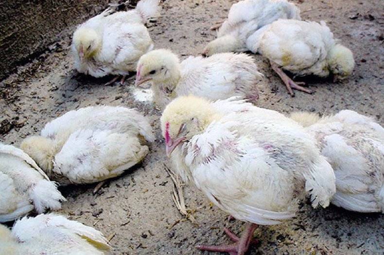 Бройлеры падают на ноги: почему падают двухнедельные цыплята и как их лечить, причины этого и что делать в домашних условиях
