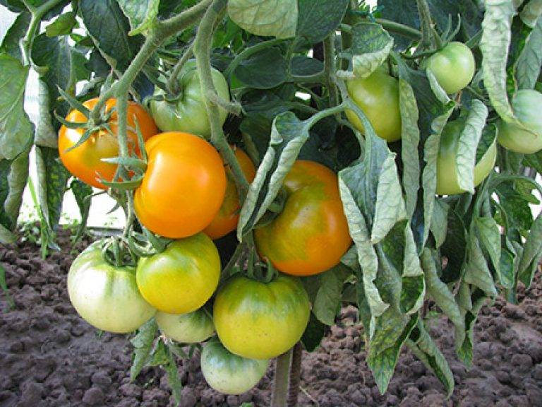 Характеристика, описание и особенности выращивания томата хурма